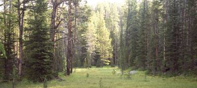 Sunlight on the morning meadows